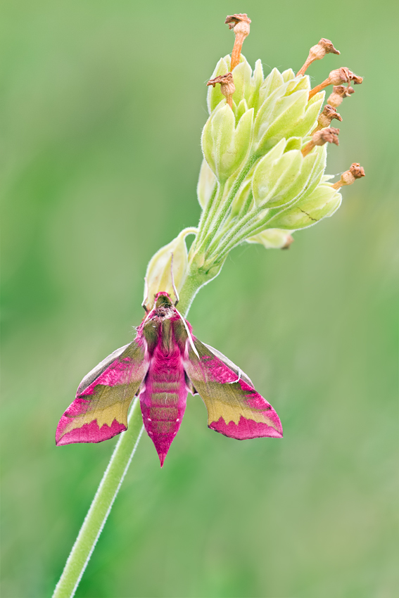 Small Elephant Hawkmoth 2